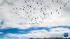 黑颈鹤群在林周县强嘎乡上空盘旋（11月6日摄，无人机照片）。新华社记者 周荻潇 摄