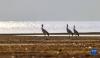在林周县虎头山水库拍摄的黑颈鹤（11月6日摄）。新华社记者 姜帆 摄