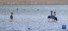 在林周县虎头山水库拍摄的黑颈鹤（11月6日摄）。新华社记者 姜帆 摄