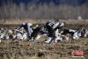 图为一群斑头雁在拉萨河畔的农田里觅食、嬉戏。 贡嘎来松 摄