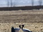 西藏林周：黑颈鹤越冬
