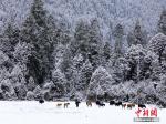 西藏林芝：南伊沟绝美雪景