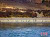 图为黑颈鹤在雅鲁藏布江畔觅食、嬉戏。 米林融媒供图
