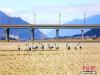 图为黑颈鹤在雅鲁藏布江畔觅食。 米林融媒供图