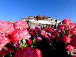 免费参观 西藏布达拉宫及罗布林卡今起恢复开放