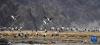 在西藏雅鲁藏布江中游河谷黑颈鹤国家级自然保护区日喀则市拉孜县越冬的黑颈鹤（1月19日摄）。新华社记者 晋美多吉 摄