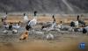 在西藏雅鲁藏布江中游河谷黑颈鹤国家级自然保护区日喀则市拉孜县越冬的黑颈鹤（1月19日摄）。新华社记者 晋美多吉 摄