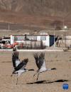 在西藏雅鲁藏布江中游河谷拉孜县农区越冬的黑颈鹤（1月23日摄）。新华社记者 孙非 摄