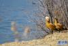 2月2日，在拉鲁湿地拍摄的赤麻鸭。新华网 旦增努布 摄