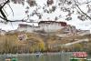 3月25日，西藏拉萨宗角禄康公园春意盎然。中新社记者 贡嘎来松 摄