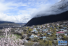 这是林芝市波密县古通村盛开的桃花美景（3月25日摄）。 新华网 达次 摄