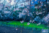 3月25日，在林芝市波密县境内拍摄的桃花。新华网 旦增努布 摄