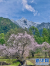 3月25日，在林芝市波密县境内拍摄的桃花与雪山。新华网 柑丹鸯琦 摄