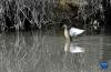 野鸭在拉鲁湿地舒展翅膀（3月30日摄）。新华社记者 张汝锋 摄