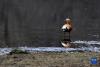 这是在拉鲁湿地拍摄的赤麻鸭（3月30日摄）。新华社记者 张汝锋 摄