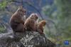 猕猴在岩石上休憩（4月25日摄）。新华社记者 张汝锋 摄