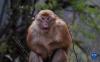 勒布沟里的猕猴（4月25日摄）。新华社记者 刘洪明 摄