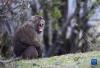 一只猕猴蹲在草地上（4月25日摄）。新华社记者 张汝锋 摄