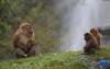 勒布沟里的猕猴（4月25日摄）。新华社记者 张汝锋 摄