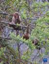 树枝上的猕猴（4月25日摄）。新华社记者 邵泽东 摄