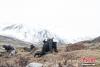 5月7日，西藏山南加查县安绕镇的村民在索囊沟采挖冬虫夏草。中新社记者 贡嘎来松 摄