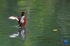 白眼潜鸭在拉鲁湿地中干渠里舒展翅膀（6月14日摄）。