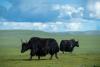 8月11日，在羌塘草原拍摄的牦牛。新华社发（旦增努布摄）