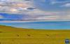 扎日南木错湖畔的藏野驴（8月19日摄）。