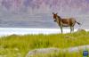 扎日南木错湖畔的一头藏野驴（8月19日摄）。