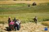 西藏自治区那曲市边坝县的农民在收获青稞（8月17日摄）。