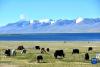 打加错湖畔的牛群（8月30日摄）。新华社记者 刘文博 摄