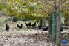 这是合作社散养的藏黑鸡（9月24日摄）。