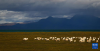 错那湖畔的羊群（9月22日摄）。新华社记者 曹槟 摄