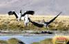 10月21日，黑颈鹤在西藏那曲市申扎县买巴乡附近的湿地“翩翩起舞”。中新社记者 李林 摄