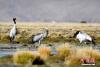 10月21日，黑颈鹤在西藏那曲市申扎县买巴乡附近的湿地觅食。中新社记者 李林 摄