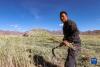10月24日，拉萨市林周县强嘎乡曲嘎强村村民阿旺旦增在自家田垄边收割牧草。