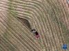 10月24日，村民驾驶农机在拉萨市林周县强嘎乡曲嘎强村收割牧草（无人机照片）。