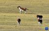 哲古湖畔草场上的藏野驴（10月25日摄）。新华社记者 张汝锋 摄