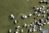 11月17日，在哲古湖拍摄的鸟群（无人机照片）。新华网 旦增努布 摄