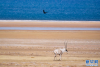 12月15日，在色林错湖畔拍摄的藏羚羊。新华网 旦增努布 摄