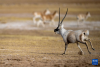 在羌塘国家级自然保护区，一只雄性藏羚羊在奔向雌性（12月16日摄）。新华社记者 姜帆 摄