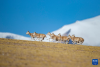 在羌塘国家级自然保护区，一群雌性藏羚羊在奔跑（12月16日摄）。新华社记者 姜帆 摄