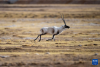 在羌塘国家级自然保护区，一只雄性藏羚羊在奔跑（12月16日摄）。新华社记者 姜帆 摄