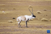 在羌塘国家级自然保护区，一只发情的雄性藏羚羊在“呼唤”雌性（12月16日摄）。新华社记者 姜帆 摄
