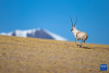  在羌塘国家级自然保护区，一只雄性藏羚羊在奔跑（12月17日摄）。新华社记者 姜帆 摄