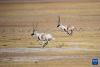 在羌塘国家级自然保护区，两只雄性藏羚羊为争夺交配权而相互追逐（12月16日摄）。新华社记者 姜帆 摄