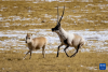 在羌塘国家级自然保护区，一只雄性藏羚羊在追逐雌性寻求交配（12月16日摄）。新华社记者 姜帆 摄