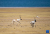 在羌塘国家级自然保护区，两只雄性藏羚羊为争夺交配权而相互追逐（12月16日摄）。新华社发（旦增努布 摄）