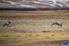 在羌塘国家级自然保护区，两只雄性藏羚羊为争夺交配权而相互追逐（12月16日摄）。新华社记者 刘文博 摄
