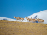 羌塘国家级自然保护区藏羚羊进入交配高峰期